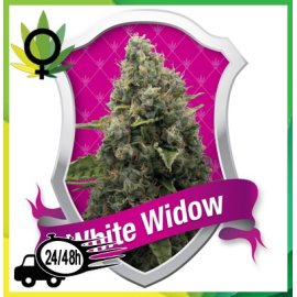 White Widow