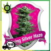 Shining Silver Haze