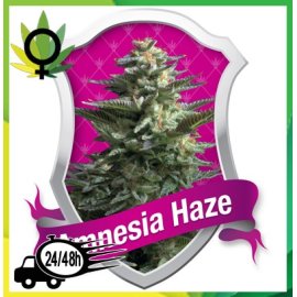 Amnesia Haze