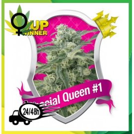 Special Queen 1