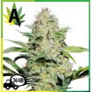 Sensi Skunk Automatic Sensi Seeds