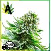 Northern Lights Automatic sensi Seeds