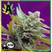 Black Jack Auto