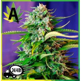 Jack 47 Autofloración