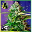 Jack 47 Auto