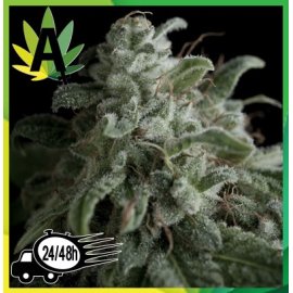 Nefertiti Autofloración