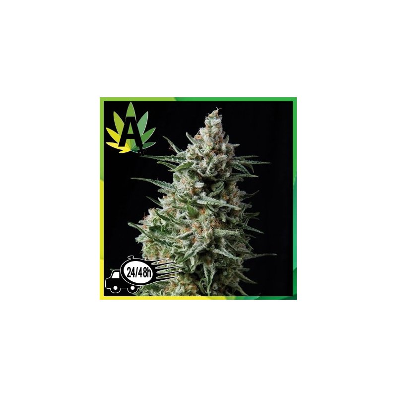 Auto Lennon de Pyramid Seeds Autoflorecientes