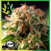 Auto Fresh Candy