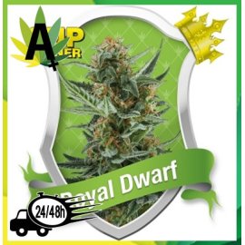 Royal Dwarf Autofloración