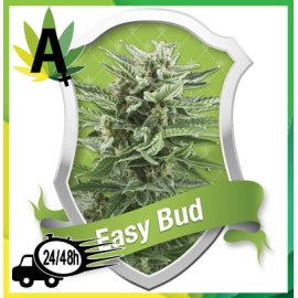 Easy Bud Autofloración