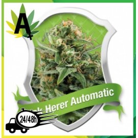 Royal Automatic Autofloración