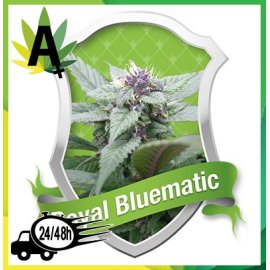 Royal Bluematic Autofloración