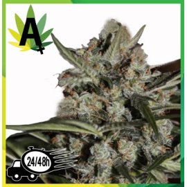 Whiteberry Autofloración