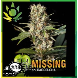 Missing in Barcelona (M.I.B)