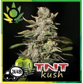 TNT Kush