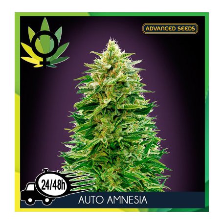 Amnesia auto fem описание