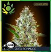 Auto Somango