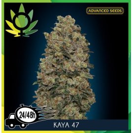 Kaya 47