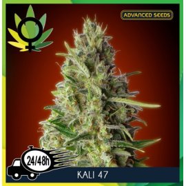 Kali 47