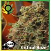 Critical Haze