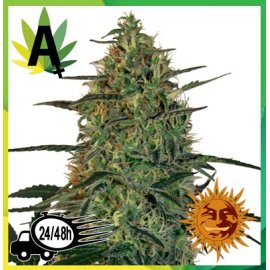 Malana Bomb Autofloración 