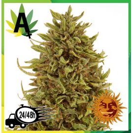 Pineapple Express Autofloración