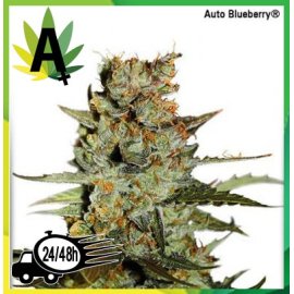 AutoBlueberry Autofloración