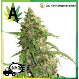 CBD Auto Compassion Lime