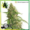 CBD Auto Compassion Lime