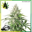 Auto Cinderella Jack