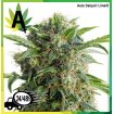 Auto Daiquiri Lime