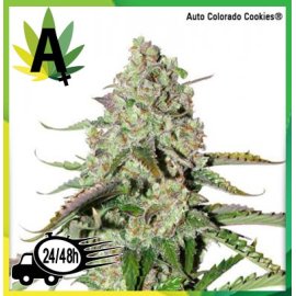 Auto Colorado Cookies