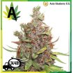 Auto Glueberry O.G