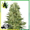 Auto Skunk Granel