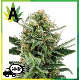 Auto Jack Herer Granel