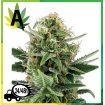 Auto Jack Herer Granel