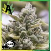 Auto Og Kush Granel