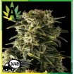 Auto Haze Granel