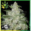 White Widow Granel