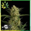 Auto Amnesia Granel