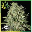 Auto White Widow Granel