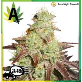 Auto Night Queen