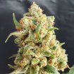 Auto Lemon Haze Granel