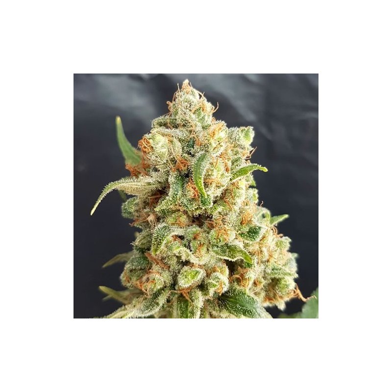 Auto Lemon Haze, Semillas a Granel Feminizadas