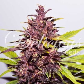 Auto Dark Purple