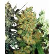 Feminized Mix White Label