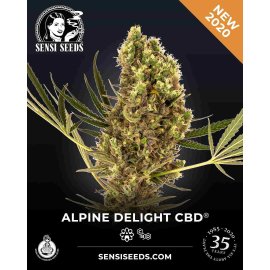 Alpine Deligth CBD Auto