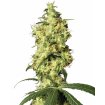 White Widow Automatica