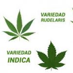 Hojas de las 3 variedades de marihuana