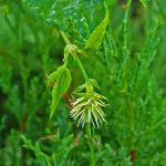 Flor hembra de Lupulo